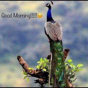 Meet your Posher, Berj